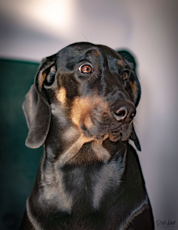 pies tez widzi tą wojne i jest przerażona.jpg